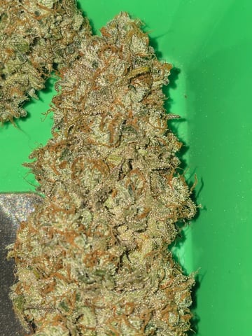 First Autoflower Indoor — done, day 210