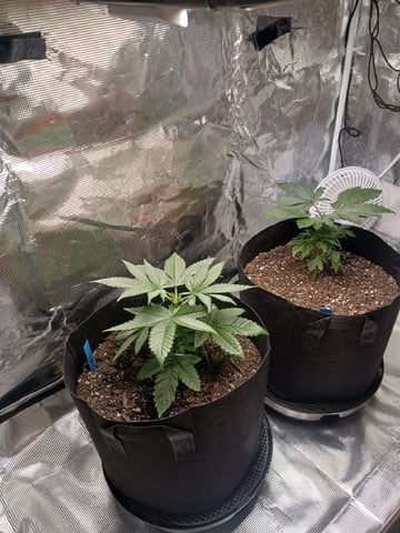 4th Grow — vegetative, day 9