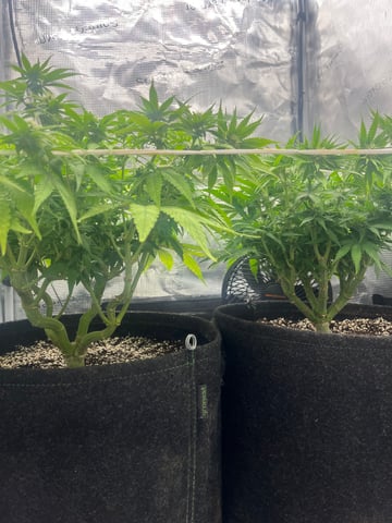 Gorilla Zkittlez & RS #11 — flower, day 64