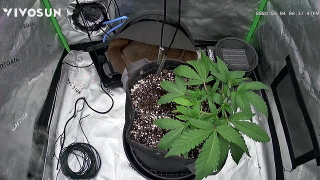 Comet Candy (Auto) 2026- 02 — vegetative, day 29