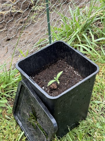 Random Seed — grow_setup, day 2