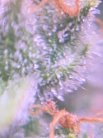 pineapple Express  — flower, day 41