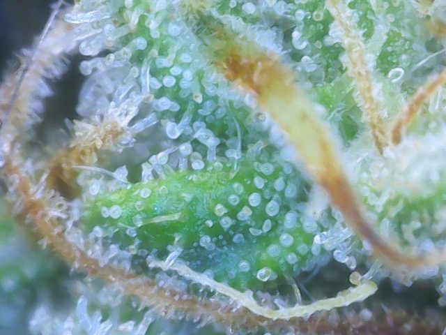 Experiment Time — harvest, day 83