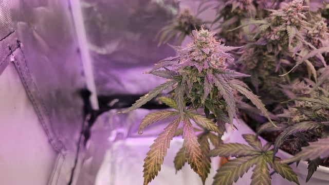 first grow adventure  — flower, day 86