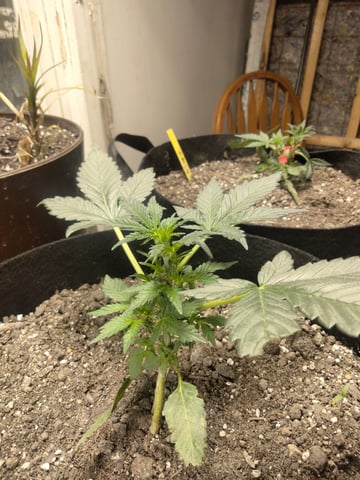 jay seaton  — done, day 116