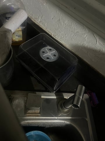 first grow 2025 — germination, day 1