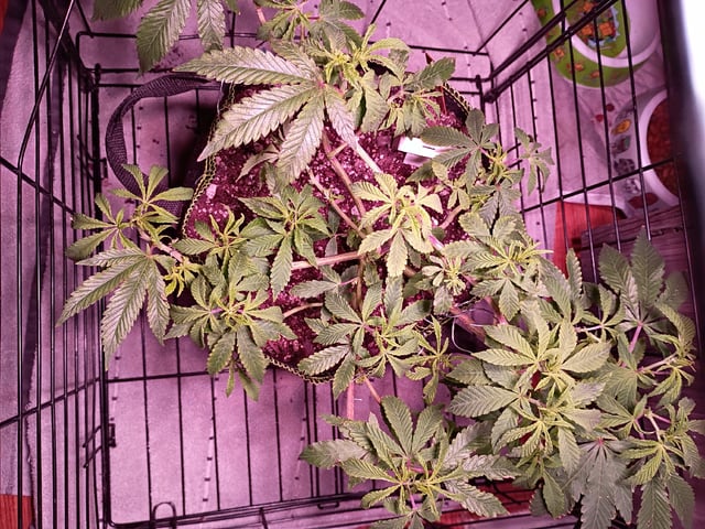 FKAFL — vegetative, day 44