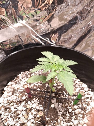 1st Grow - ROYAL MOBY (indoor)(photop.) — vegetative, day 17