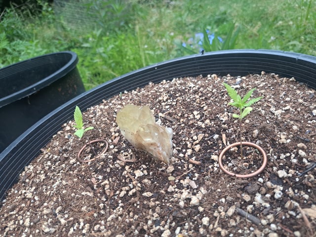 Bucket List Grow #2 — seedling_rooting, day 15