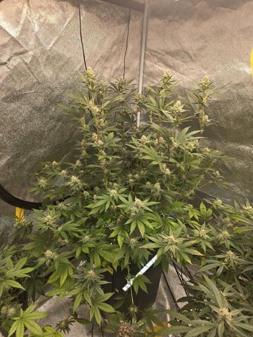 Hydroponic Photos — flower, day 53