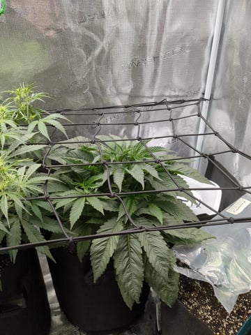 first grow — flower, day 30