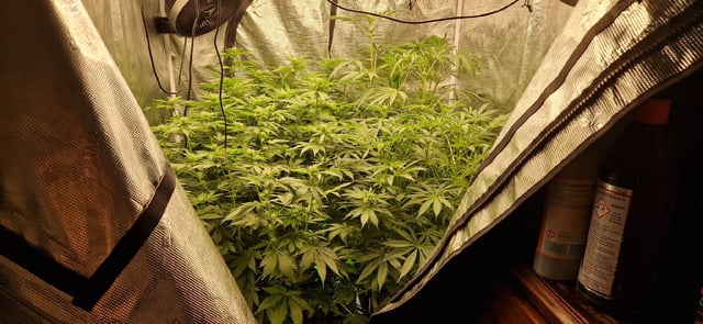Indigo Saphirex2 And Slush Mint Cake X2 — flower, day 76