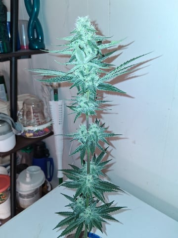 fruity pebbles, cap junky — flower, day 96