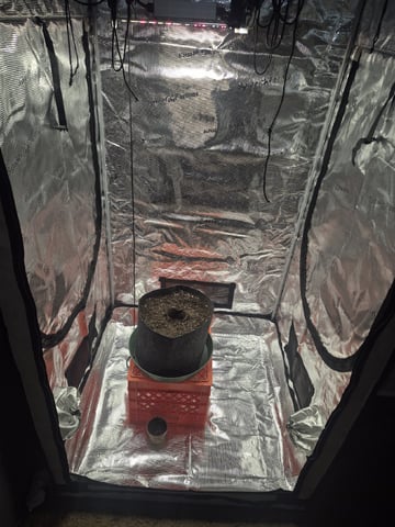 OG Kush Auto — grow_setup, day 1