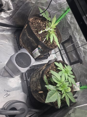 White Widow + Papaya Bomb