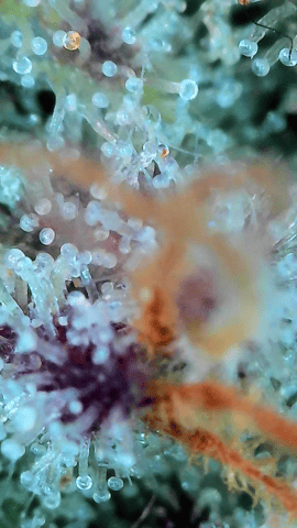 Looking for advice! — flower, day 89