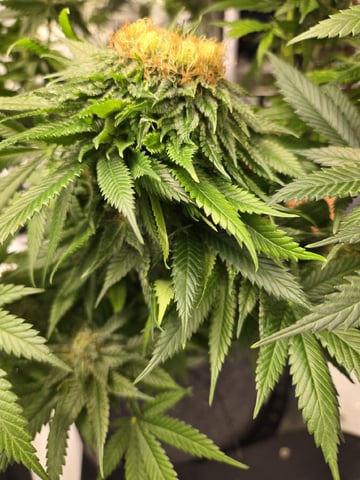 First Indoor Grow — flower, day 114