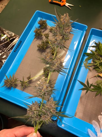 Rainbow Mints — harvest, day 58