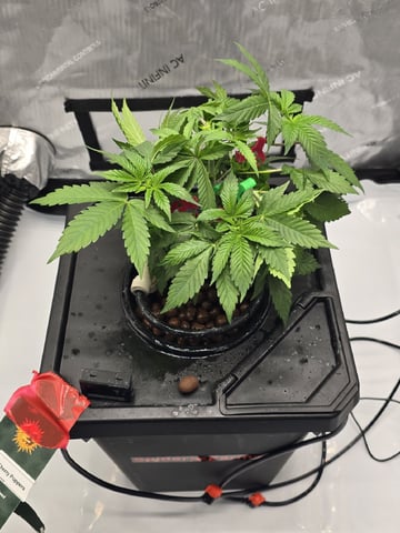 Barney's Farm - Cherry Popper — vegetative, day 31