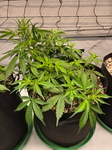 Purple Skunk 3 x 5  — flower, day 36