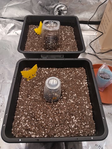 Blueberry auto — germination, day 1