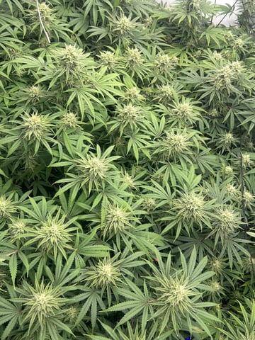 zunami s1 grounded genetics  — flower, day 68