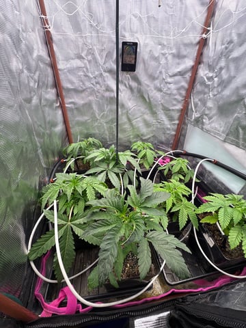 Grow #2 2x2x4