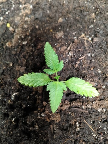 OG KUSH — vegetative, day 19