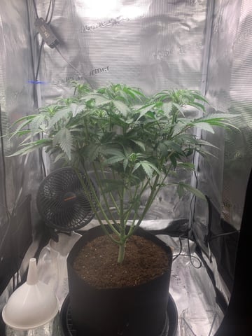 Blackberry Moonrocks (First Grow) — flower, day 17