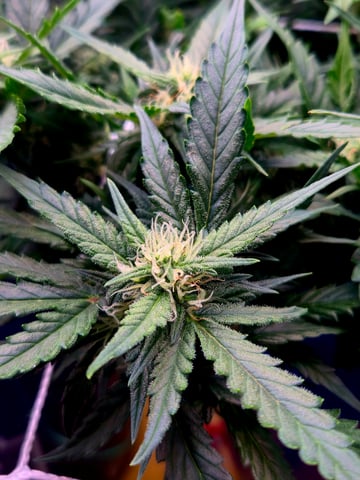 Fastbuds Autoflower Run — flower, day 64