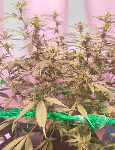 pineapple Express  — flower, day 13