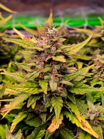 Fastbuds Autoflower Run — flower, day 88