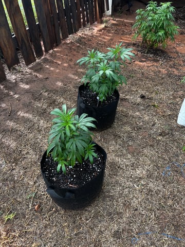 Outdoor Grow — vegetative, day 92