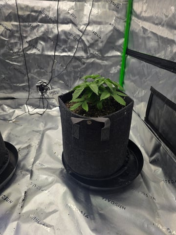 2nd grow round 2 — vegetative, day 22