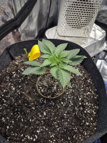 Grow 1 2026 Dream Widow — vegetative, day 24