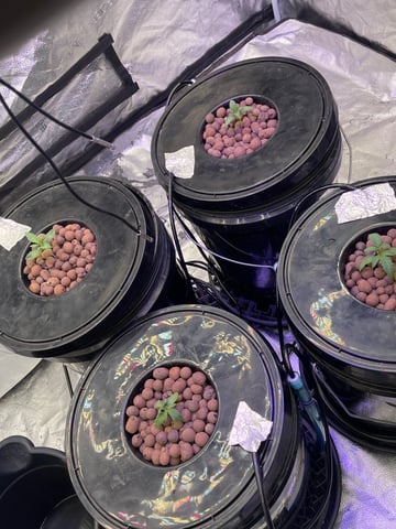 1st Ever Grow (Fat Bastard)(RDWC)  — seedling_rooting, day 17