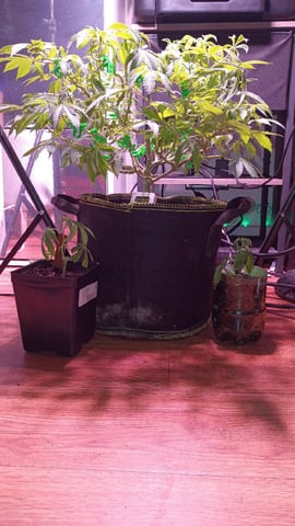 FKAFL — vegetative, day 74