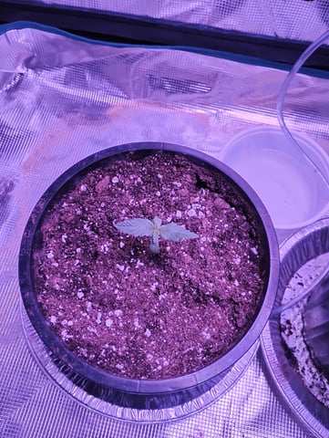 my first time growing in a grow tent  — seedling_rooting, day 3