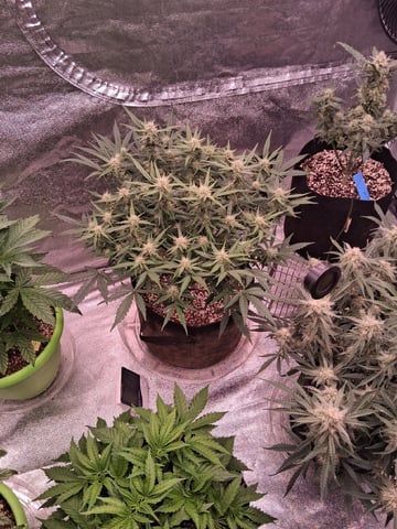 TEAM FULL AUTOS — flower, day 65