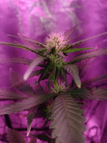 CountryG  — seedling_rooting, day 36