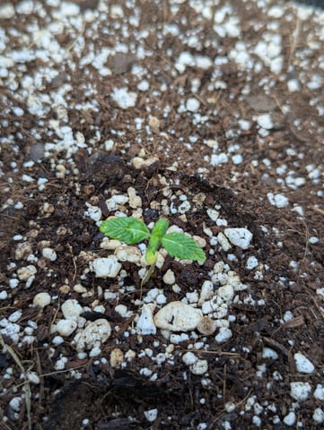 Pineapple Express Auto  — seedling_rooting, day 15