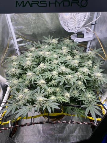 blackberry marshmallows  — flower, day 112