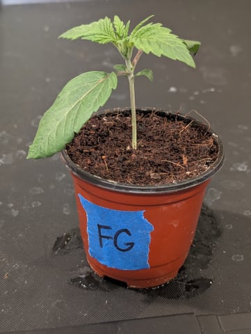 EG/SM/SG/CW — vegetative, day 14