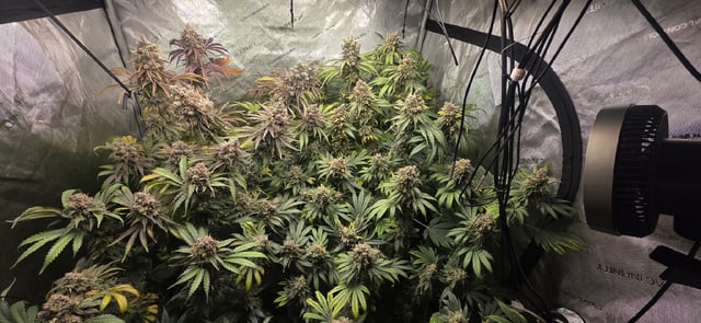Maple Nectar  — flower, day 109