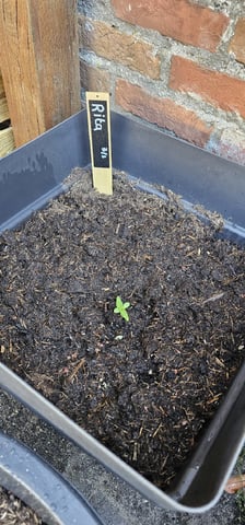 Purple Haze Autoflower — vegetative, day 16