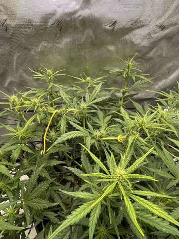 3x3 Grow — flower, day 12