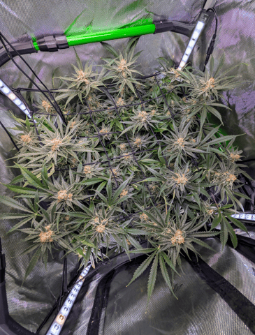 Cinderella 99 -C99 — harvest, day 122