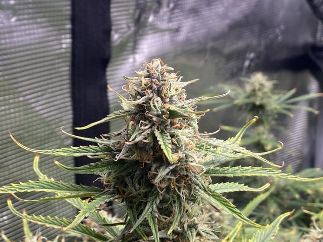 Auto Run #1 2025-2026 — flower, day 82