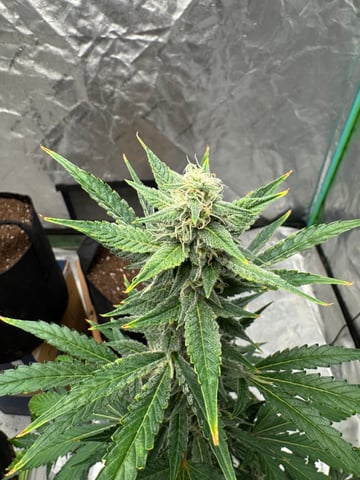 white runtz auto flower — flower, day 55