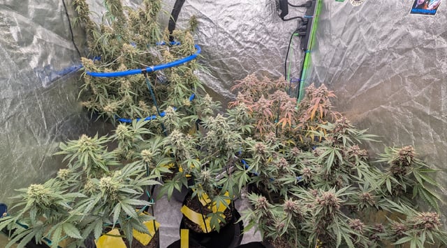 Mixed Grow — flower, day 103